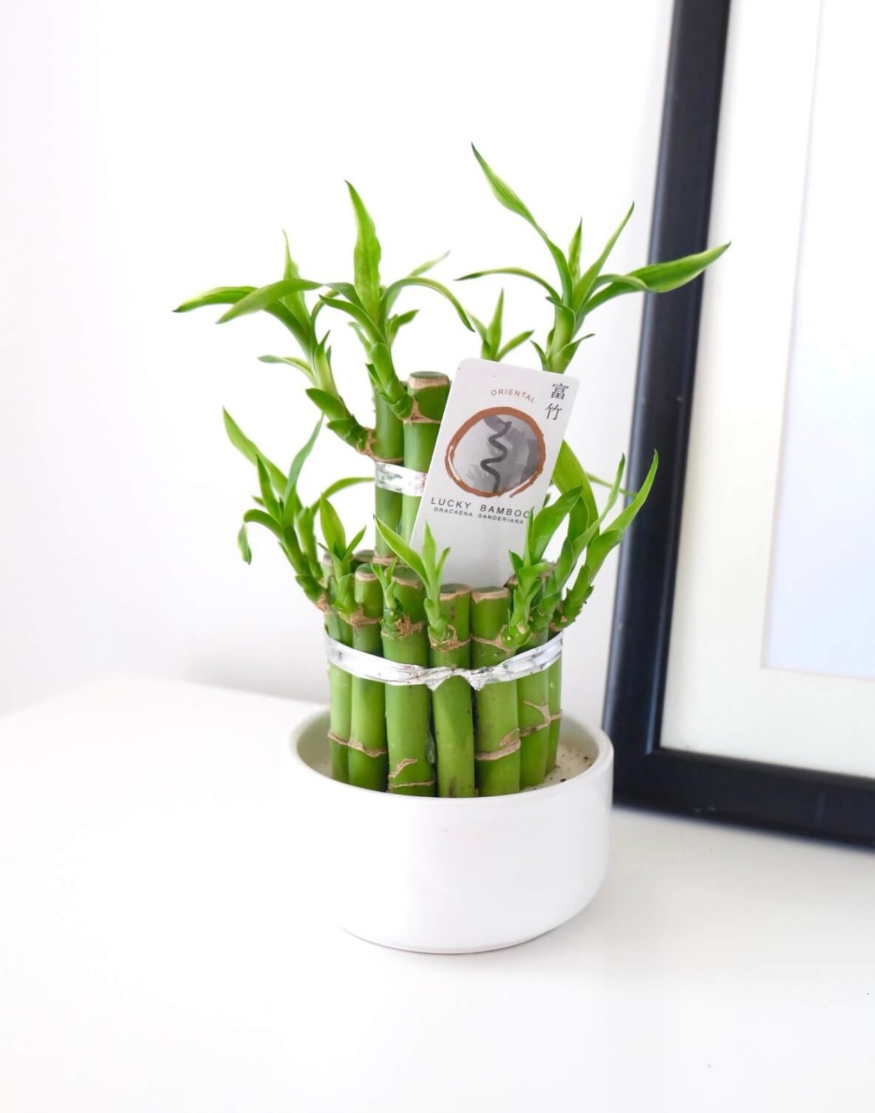 Bambu