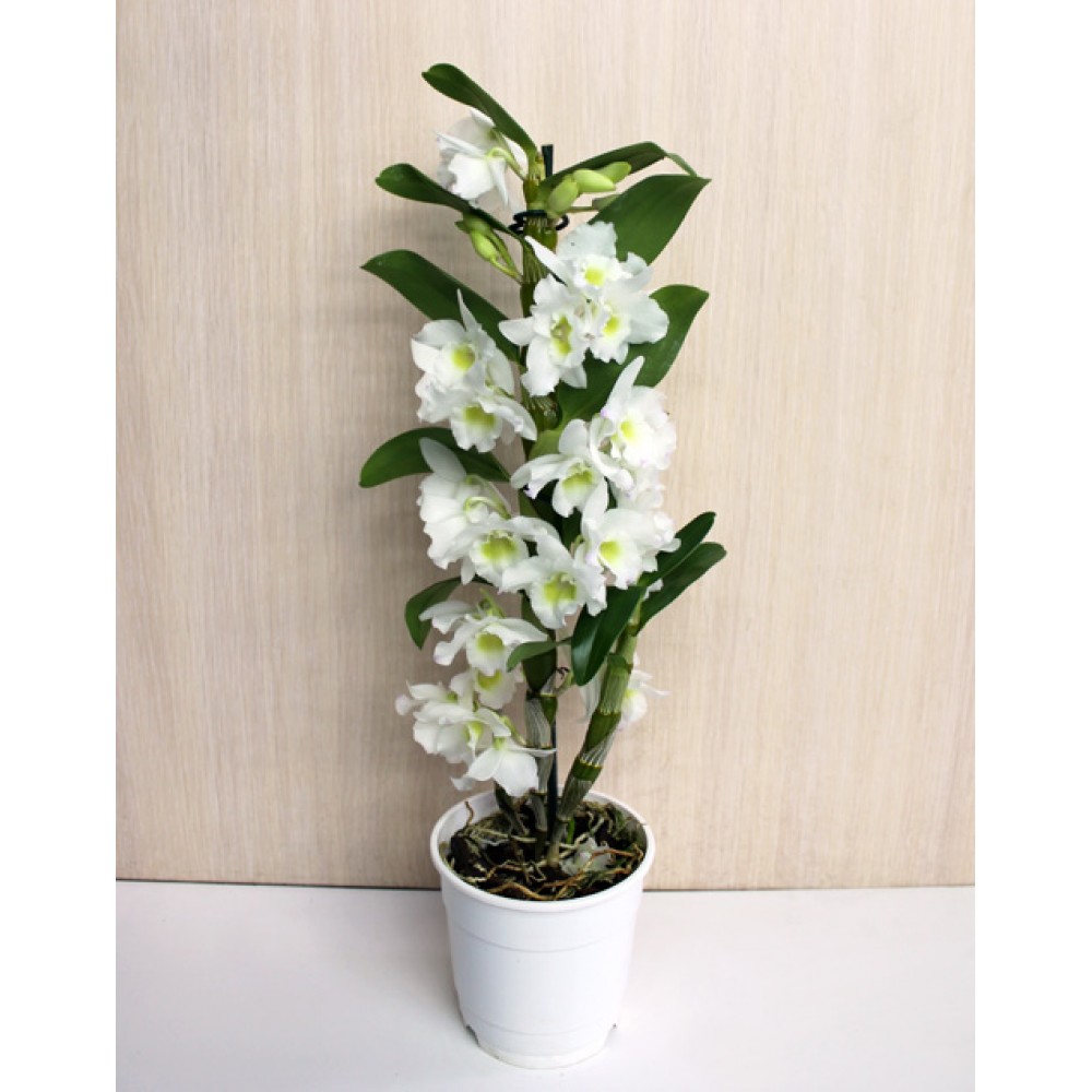 Dendrobium
