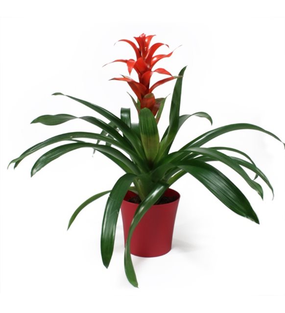 Guzmania