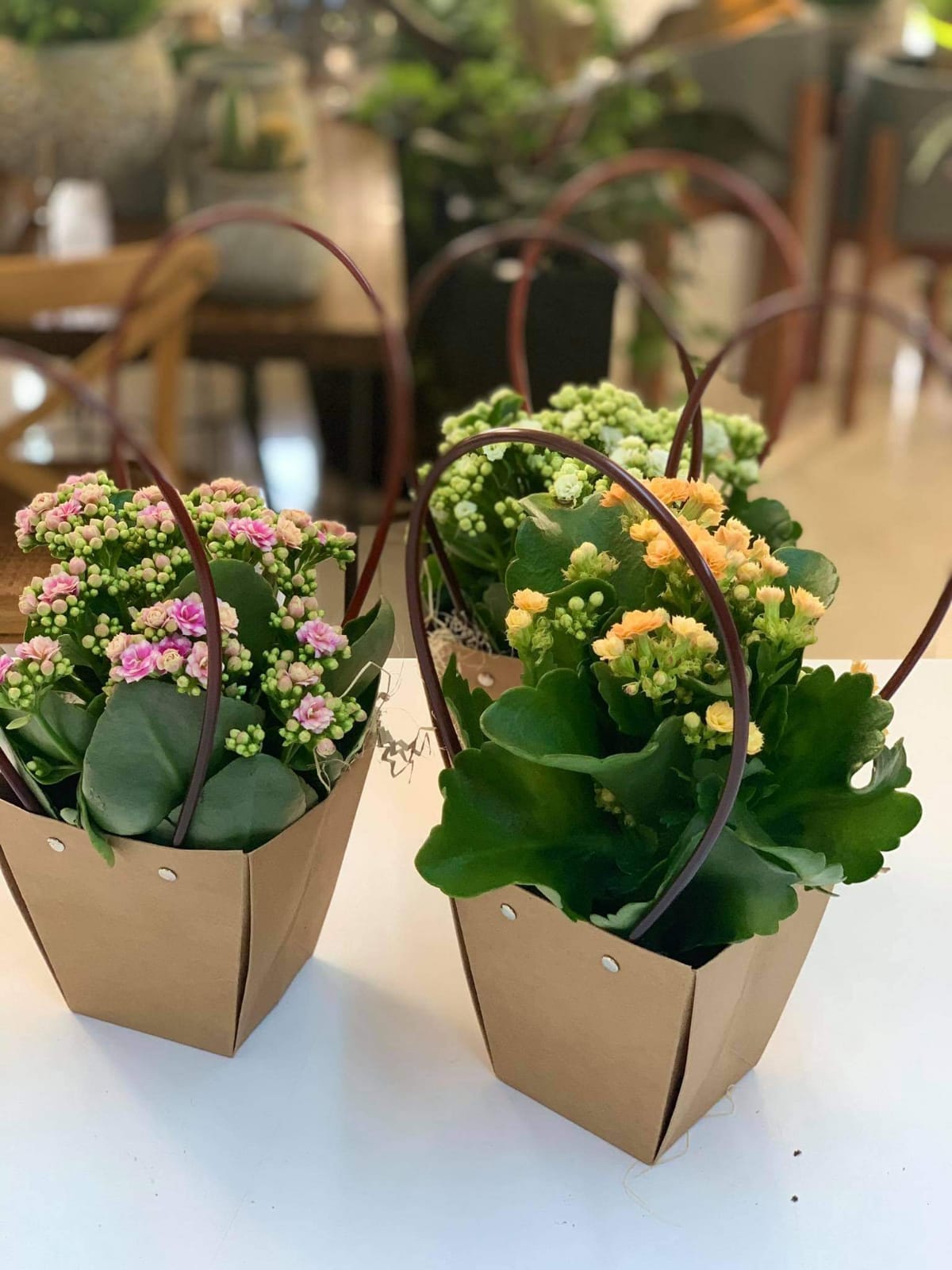 Kalanchoe