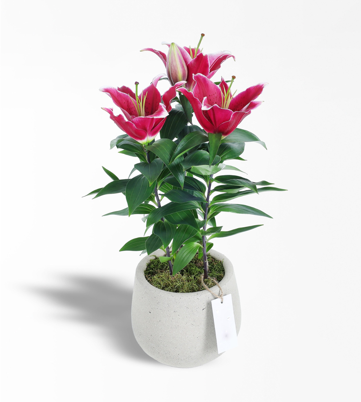 Pembe Lilyum
