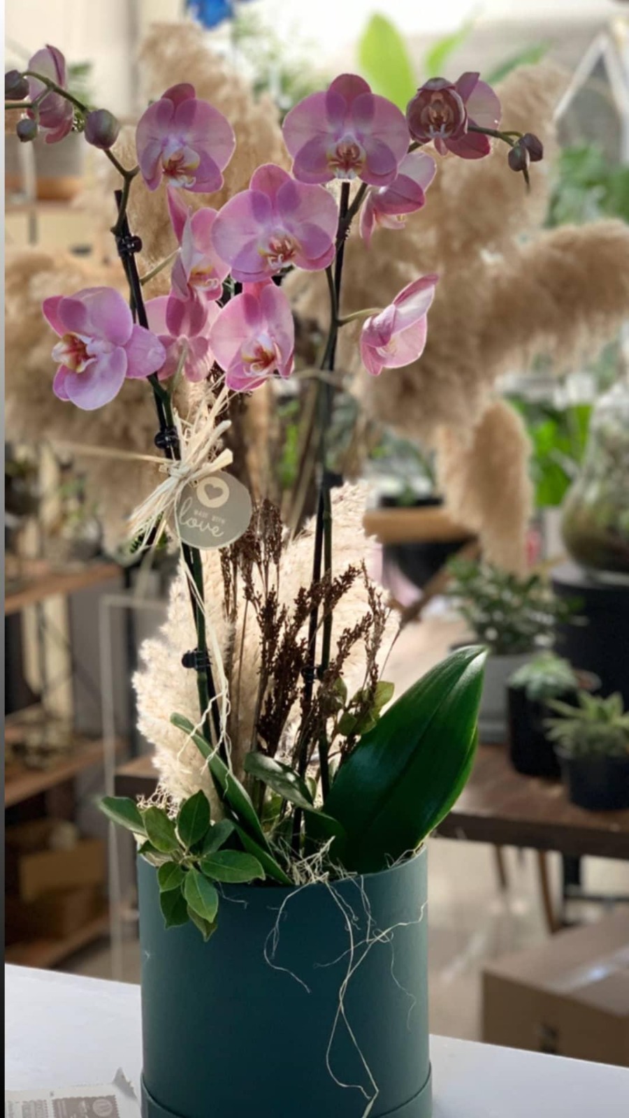 Pembe Orkide
