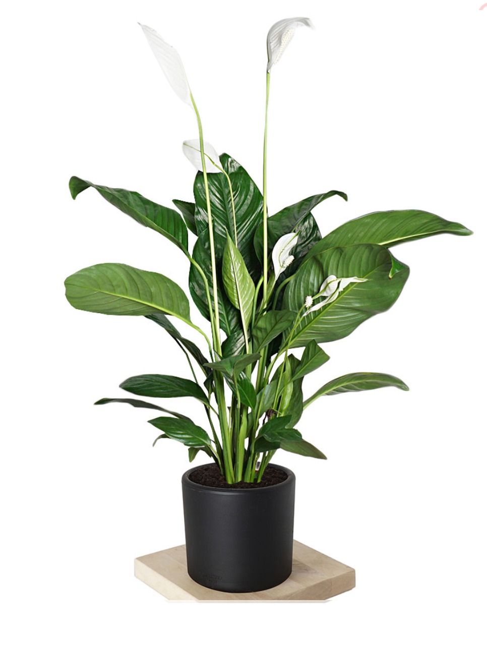 Spathiphyllum Large Baris Cicegi
